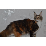 Красные и прекрасные котята мейн-кун из питомника