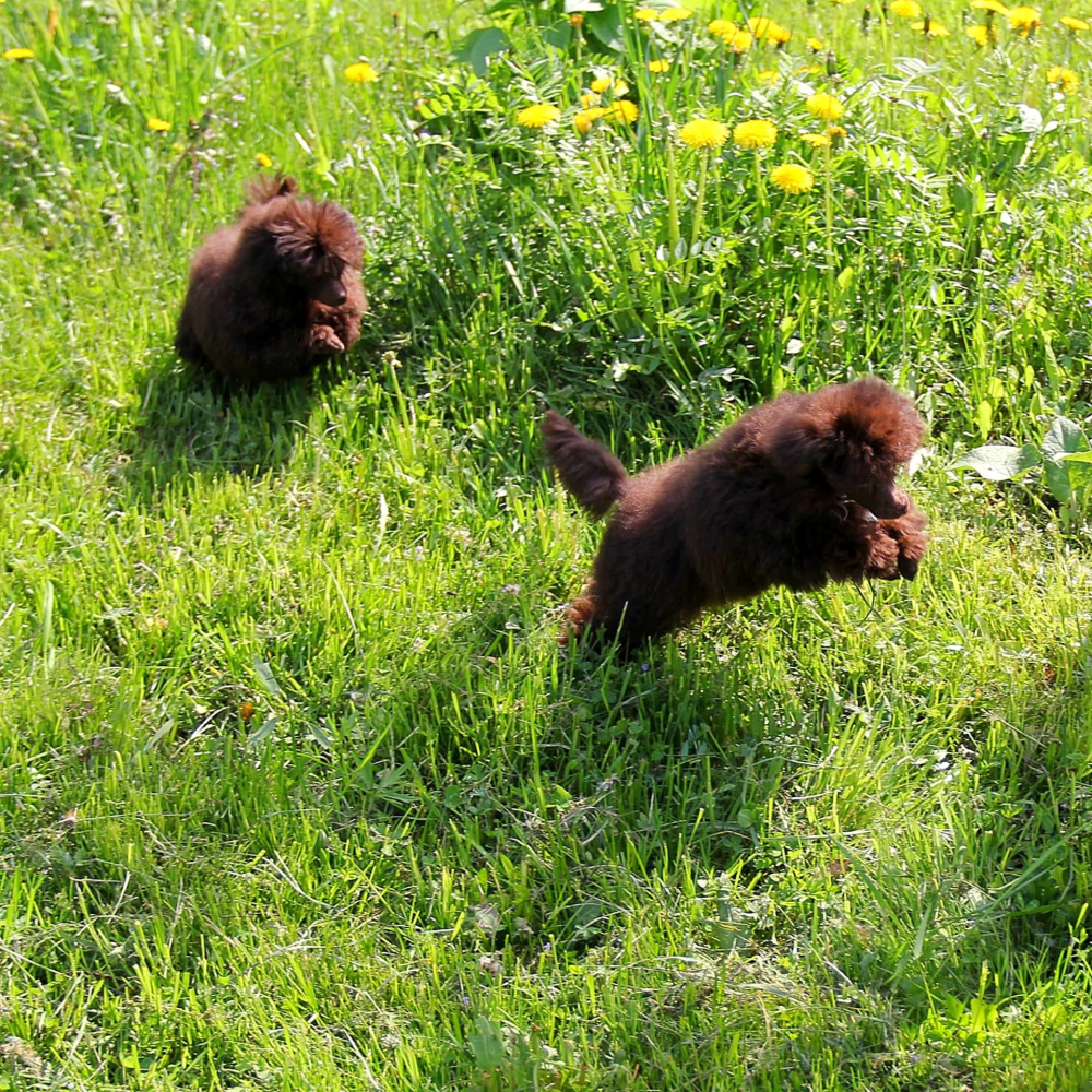 Той-пудель щенки шоколадные. Санкт-Петербург