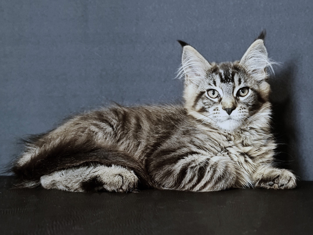 котята Мейн кун