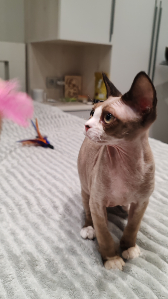 Котенок девон-рекс