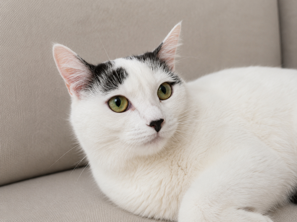 Софи — нежная и скромная кошечка, которая очень ждёт свой дом