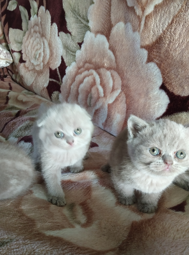 Продам катят шотланских