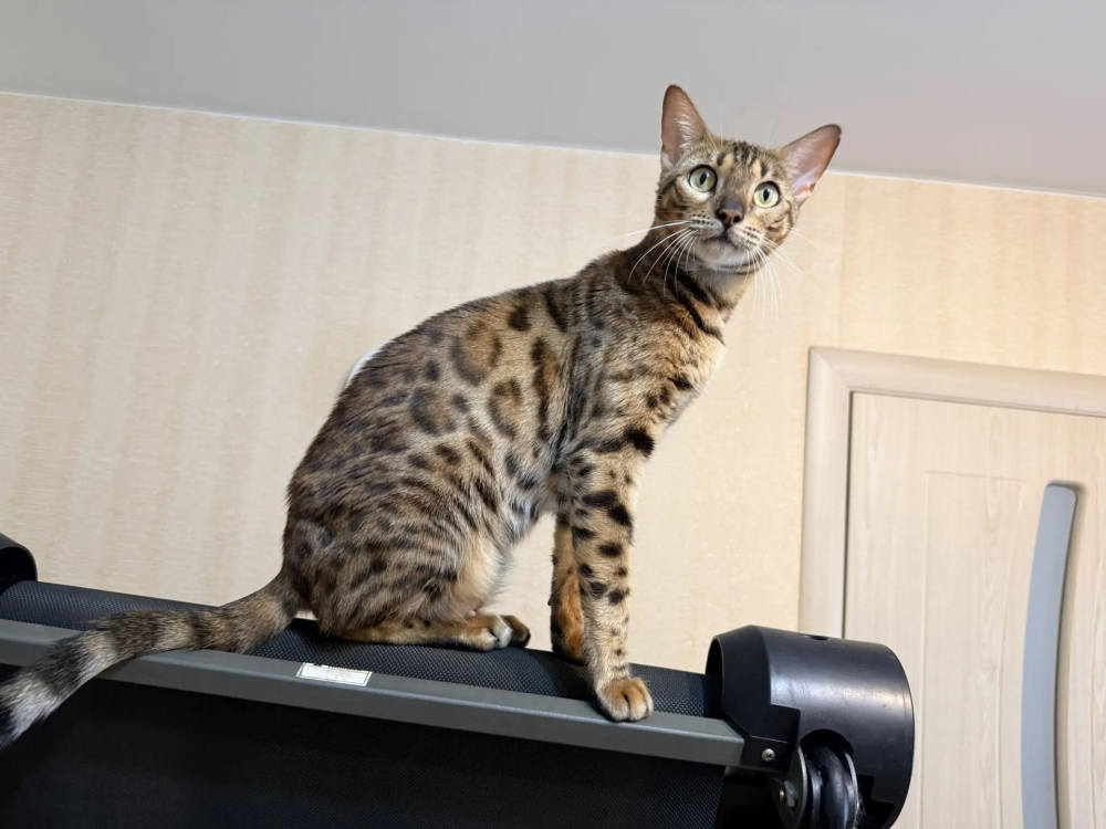 Бенгальский котенок