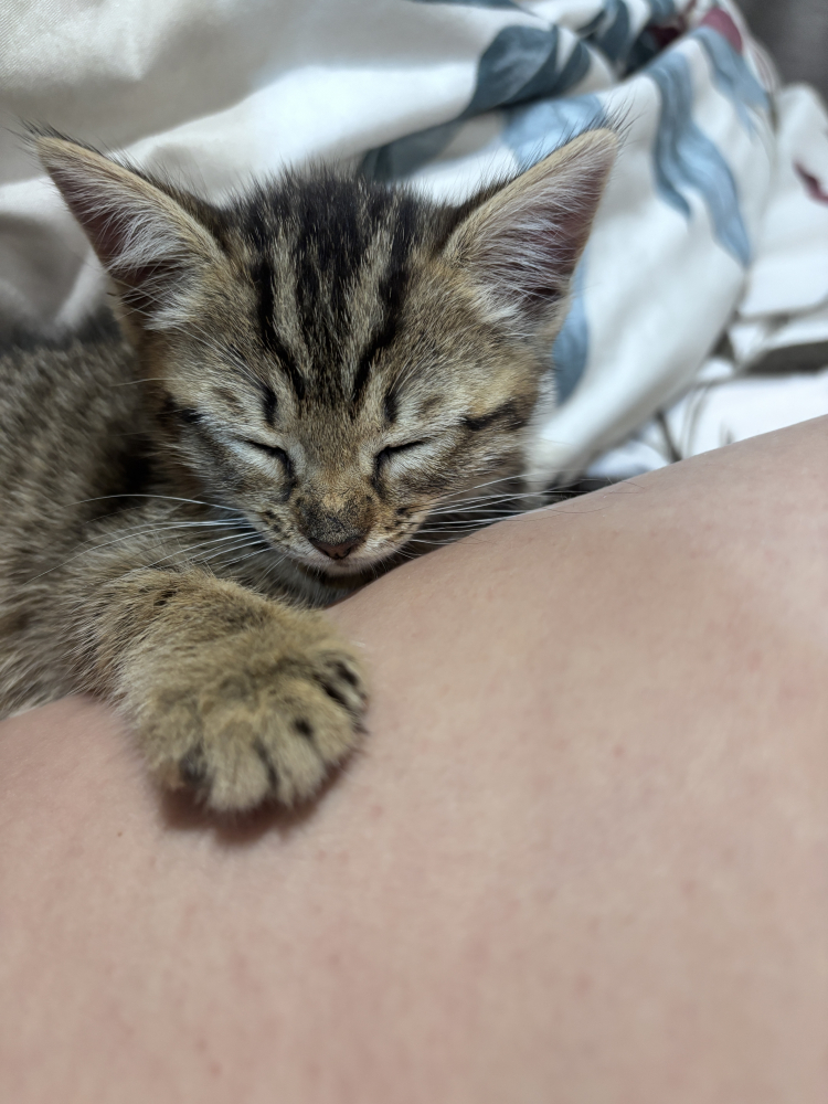 Котенок