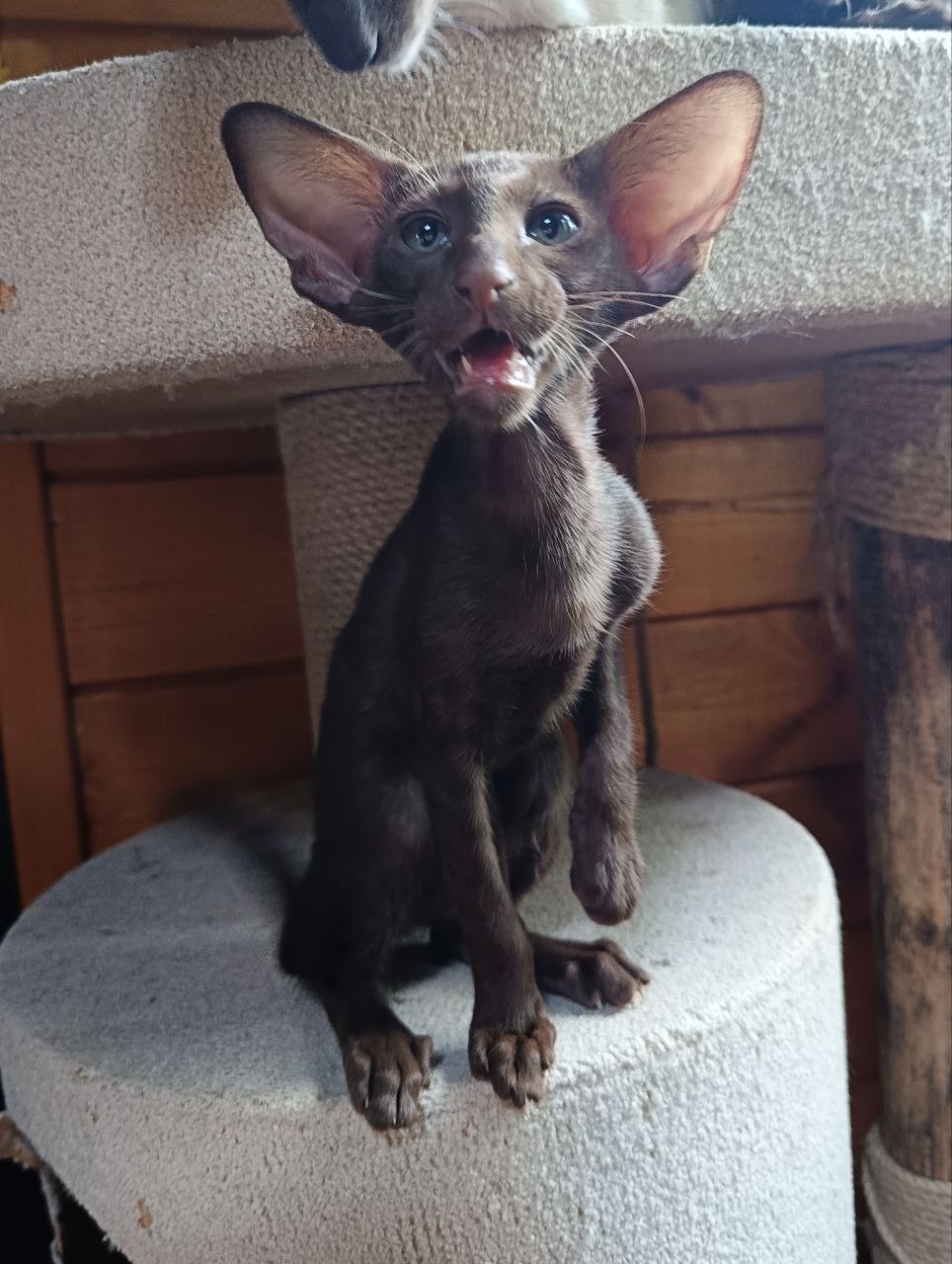 Ориентальные котята