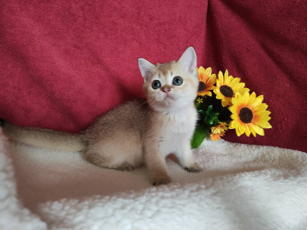 Шотландская золотая кошечка Иззи