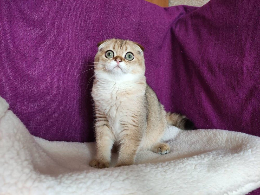 Шотландский вислоухий золотой котик Хантер