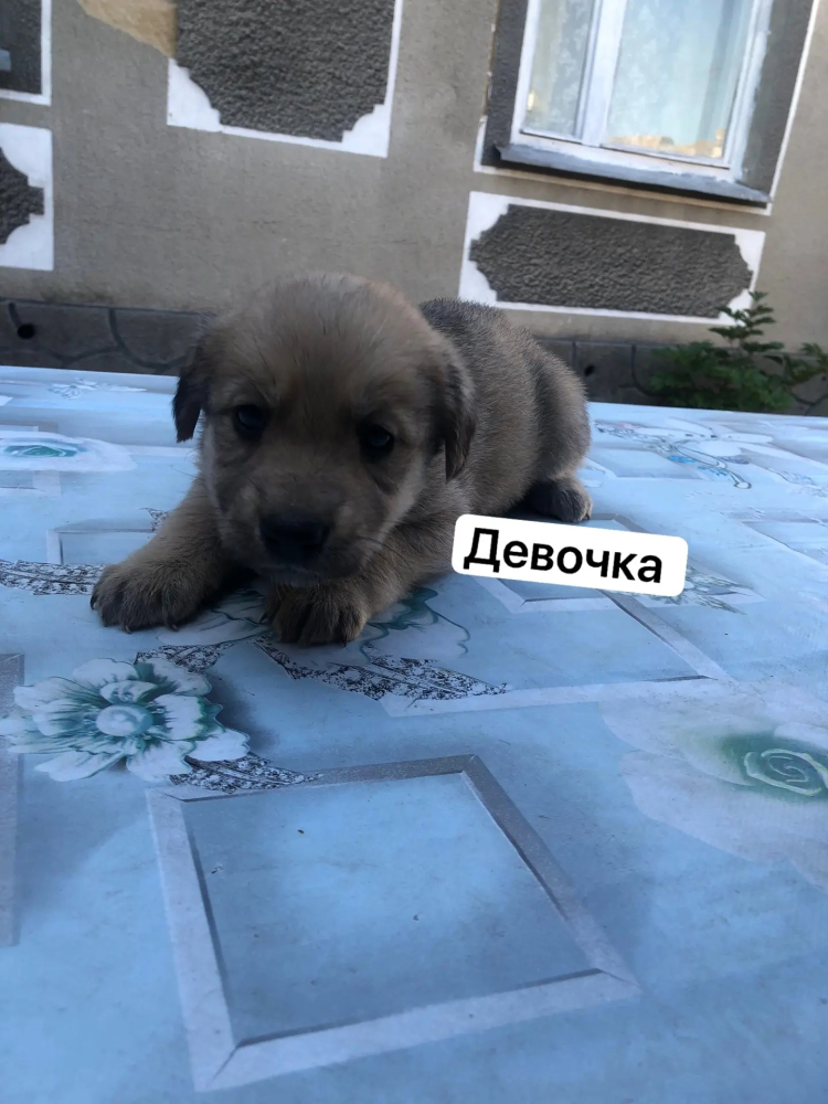Щенки лабрадора