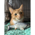 Котик-мурлыка ищет дом