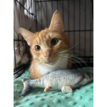 Котик-мурлыка ищет дом