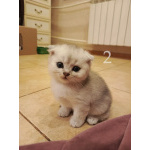 Продам шотландских вислоухих котят