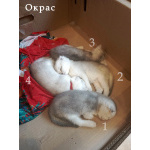 Продам шотландских вислоухих котят