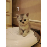 Продам шотландских вислоухих котят