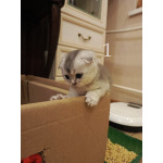 Продам шотландских вислоухих котят