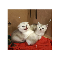 Продам шотландских вислоухих котят