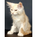 Котята Мейн кун