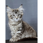 котята Мейн кун