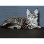 котята Мейн кун