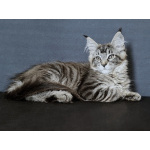 котята Мейн кун