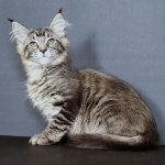 котята Мейн кун