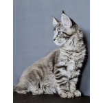 котята Мейн кун
