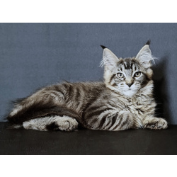котята Мейн кун