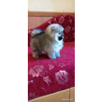 Красивый померанец с короткой мордочкой