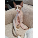 Котенок девон-рекс