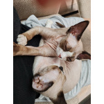 Котенок девон-рекс