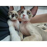 Котенок девон-рекс
