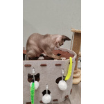 Котенок девон-рекс