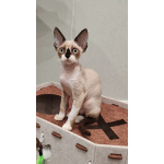 Котенок девон-рекс
