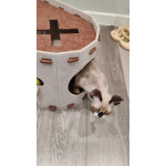 Котенок девон-рекс