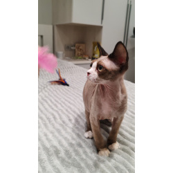 Котенок девон-рекс