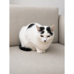 Софи — нежная и скромная кошечка, которая очень ждёт свой дом