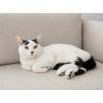 Софи — нежная и скромная кошечка, которая очень ждёт свой дом