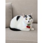Софи — нежная и скромная кошечка, которая очень ждёт свой дом