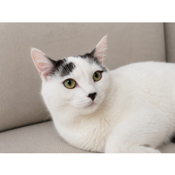 Софи — нежная и скромная кошечка, которая очень ждёт свой дом