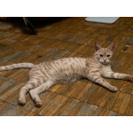 Кото-спаниель Сиена в добрые руки. 4-5 месяцев