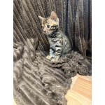 Бенгальский котенок