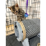 Бенгальский котенок