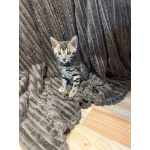 Бенгальский котенок