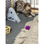 Бенгальский котенок
