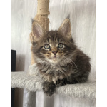 Котята Мейн кун