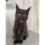Котята Мейн кун