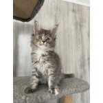 Котята Мейн кун
