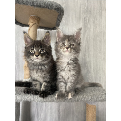 Котята Мейн кун