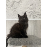 Котята Мейн кун