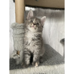 Котята Мейн кун