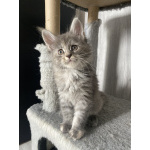 Котята Мейн кун